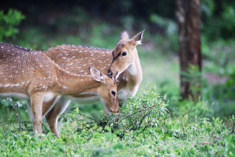 Wildlife