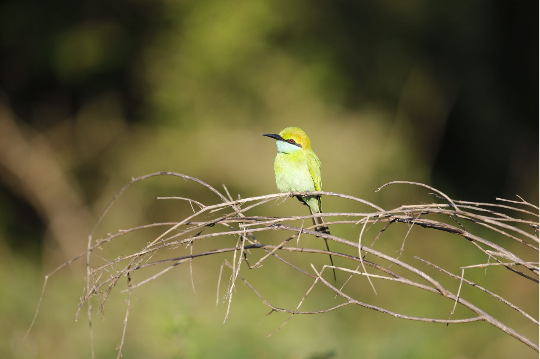 Wildlife Photography Masterclass