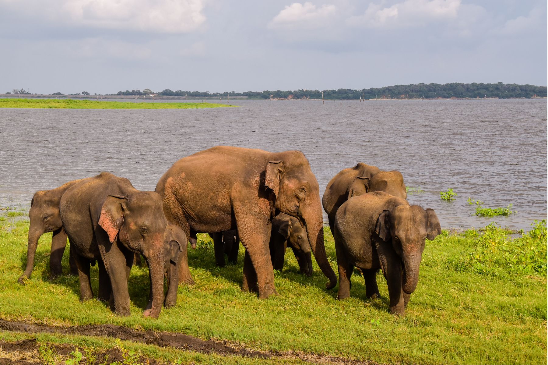 Kaudulla National Park