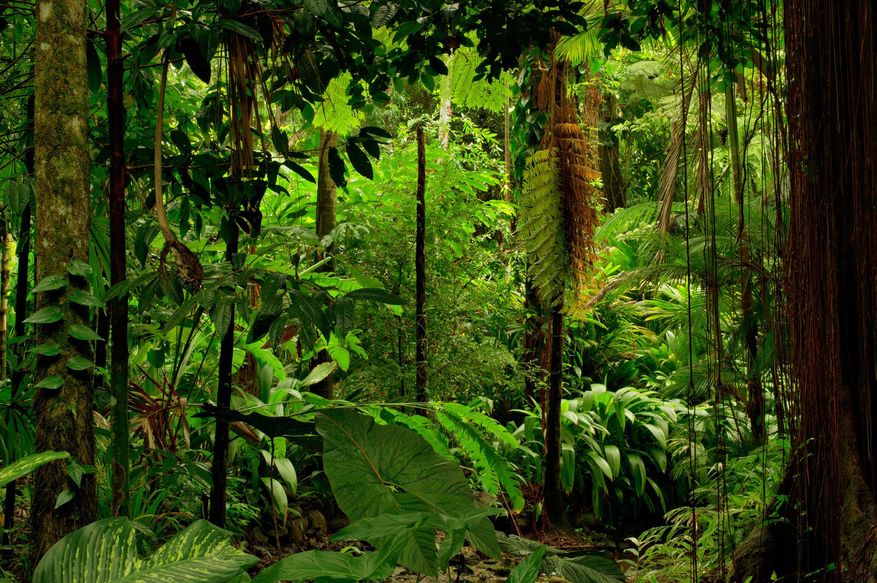 Sinharaja Forest Reserve