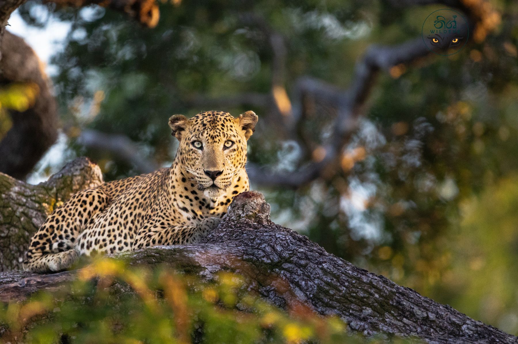 Yala Leopard Safari