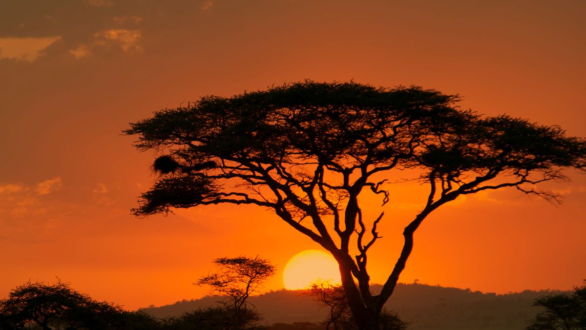 Night Safaris
