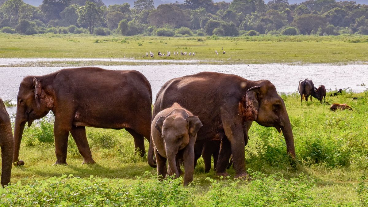 Elephant Gathering